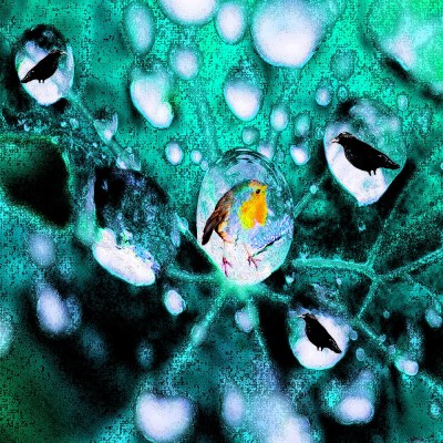 dew on a leaf